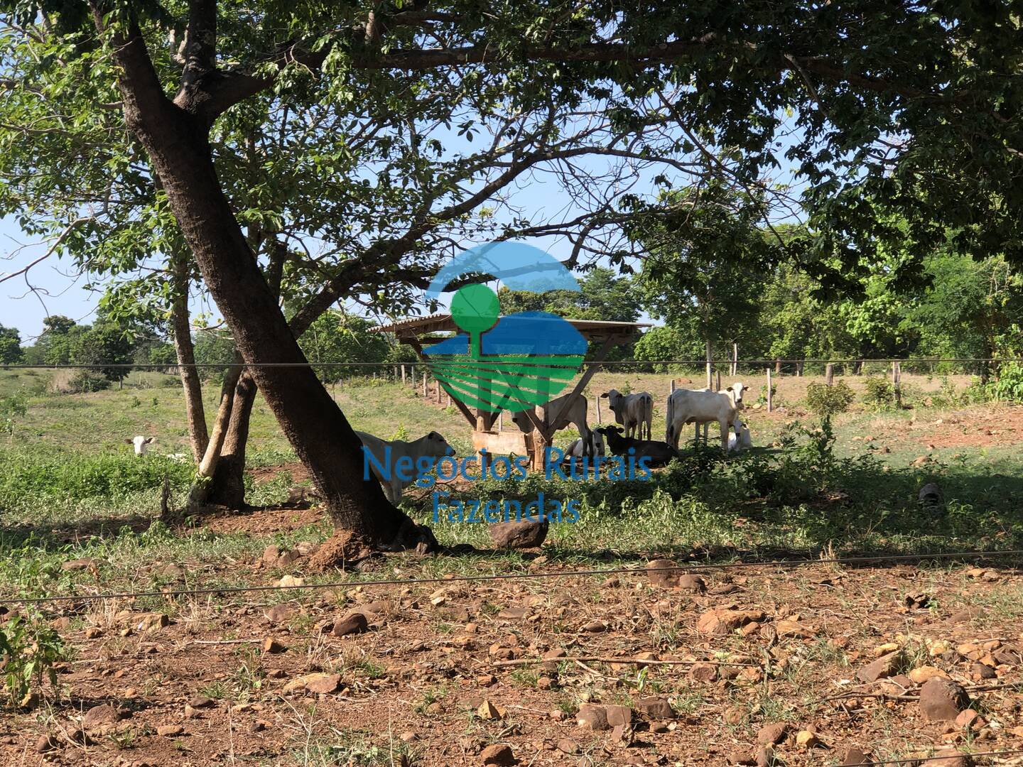 Fazenda de 1.258 ha em Palmeirópolis, TO