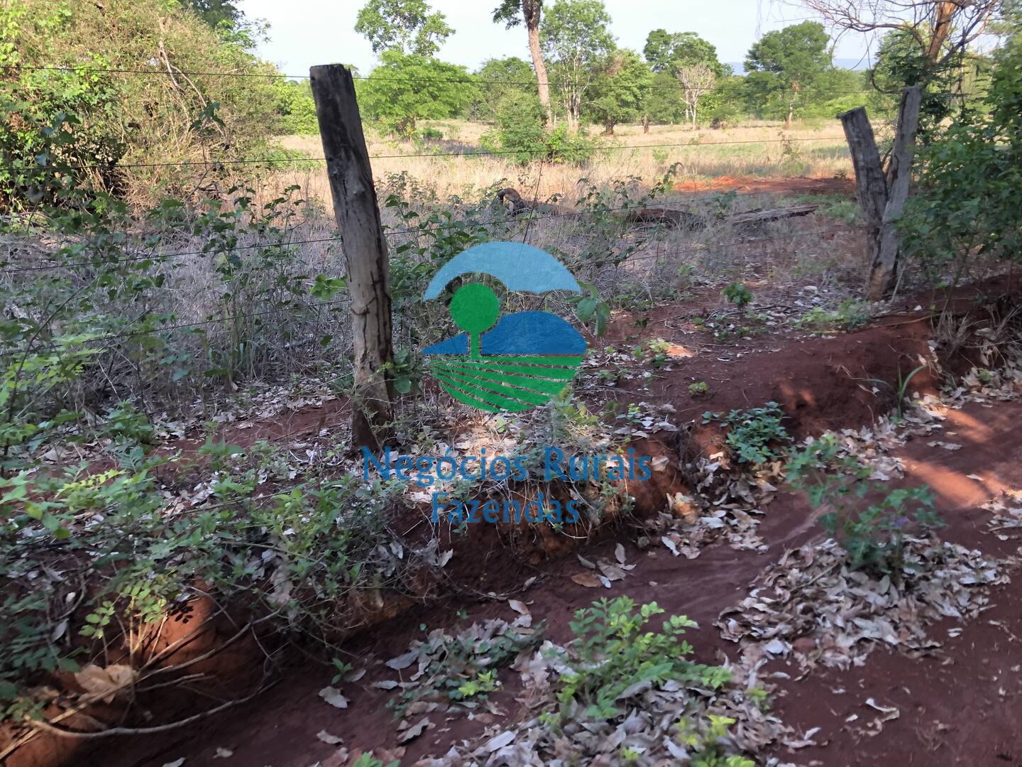 Fazenda de 1.258 ha em Palmeirópolis, TO