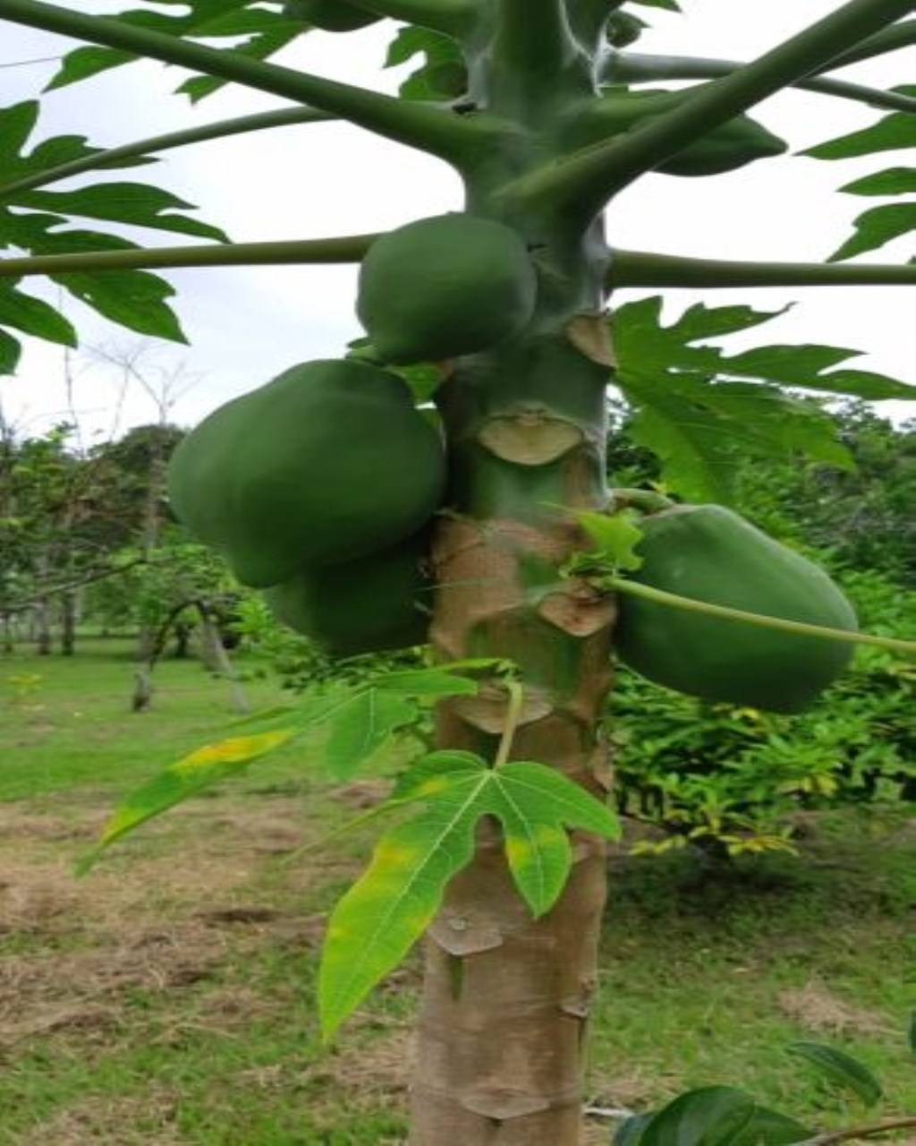 Fazenda de 131 ha em Jacareí, SP