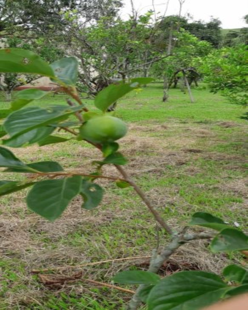 Fazenda de 131 ha em Jacareí, SP