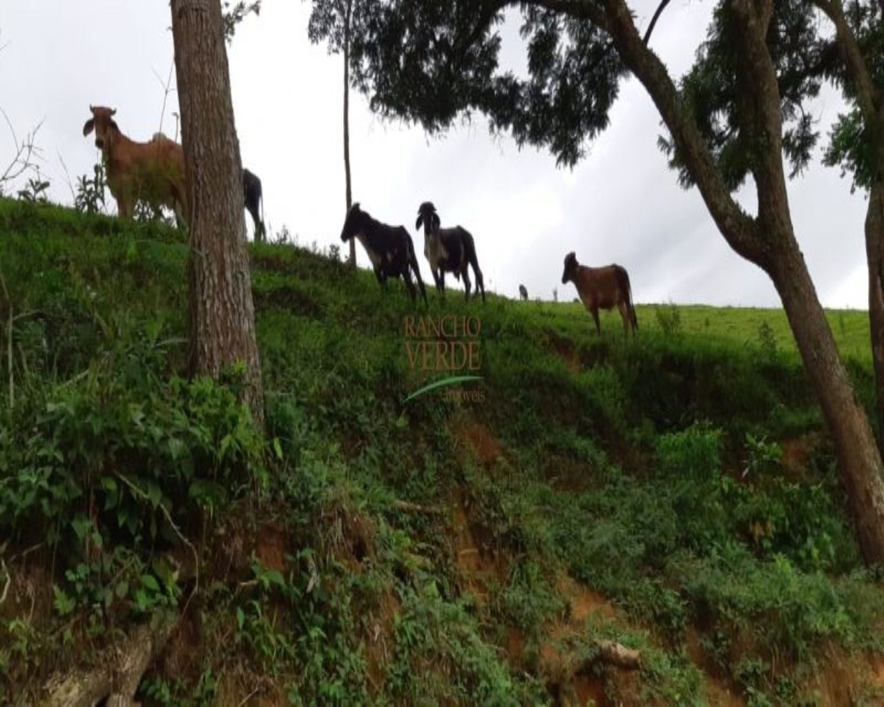 Fazenda de 131 ha em Jacareí, SP