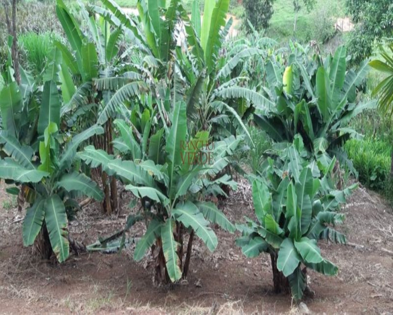 Fazenda de 131 ha em Jacareí, SP