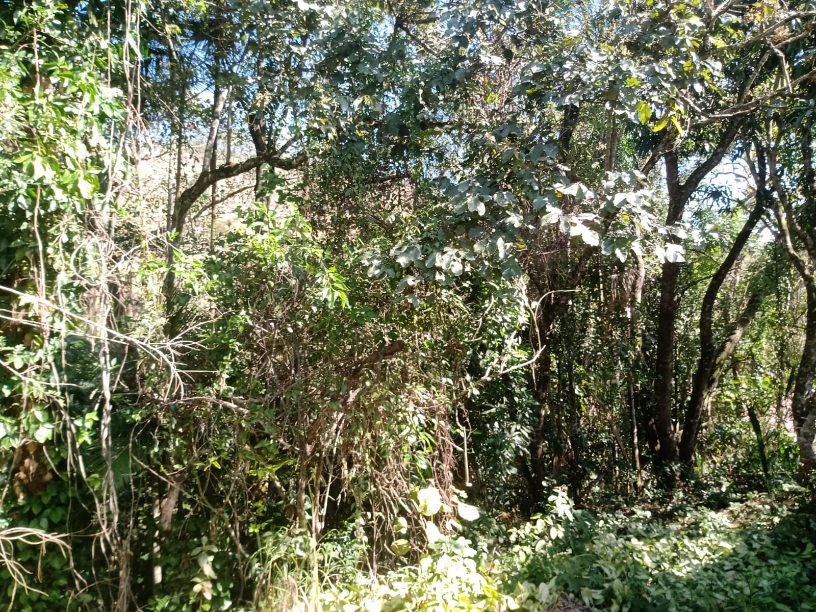 Sítio de 5 ha em São José dos Campos, SP