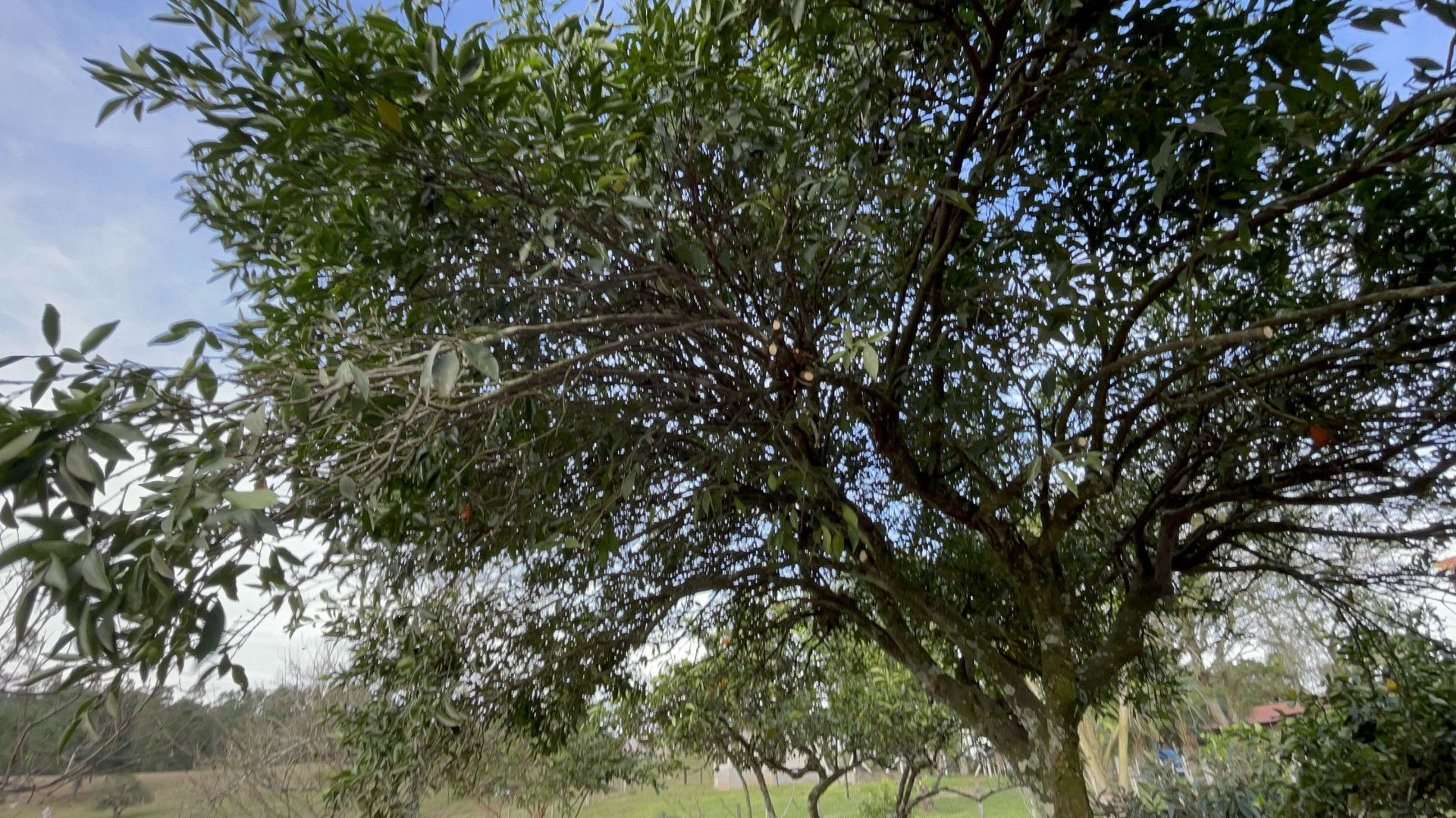 Chácara de 3 ha em Taquara, RS