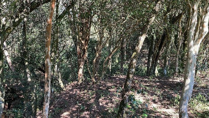 Chácara de 6.800 m² em Santo Antônio da Patrulha, RS