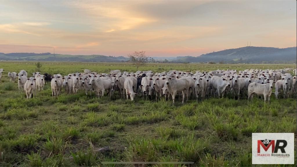 Fazenda de 175 ha em Careaçu, MG