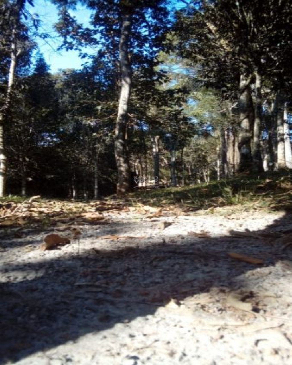 Chácara de 2 ha em Santo Antônio do Pinhal, SP