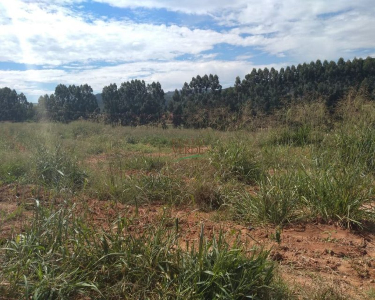 Fazenda de 245 ha em Divinolândia, SP