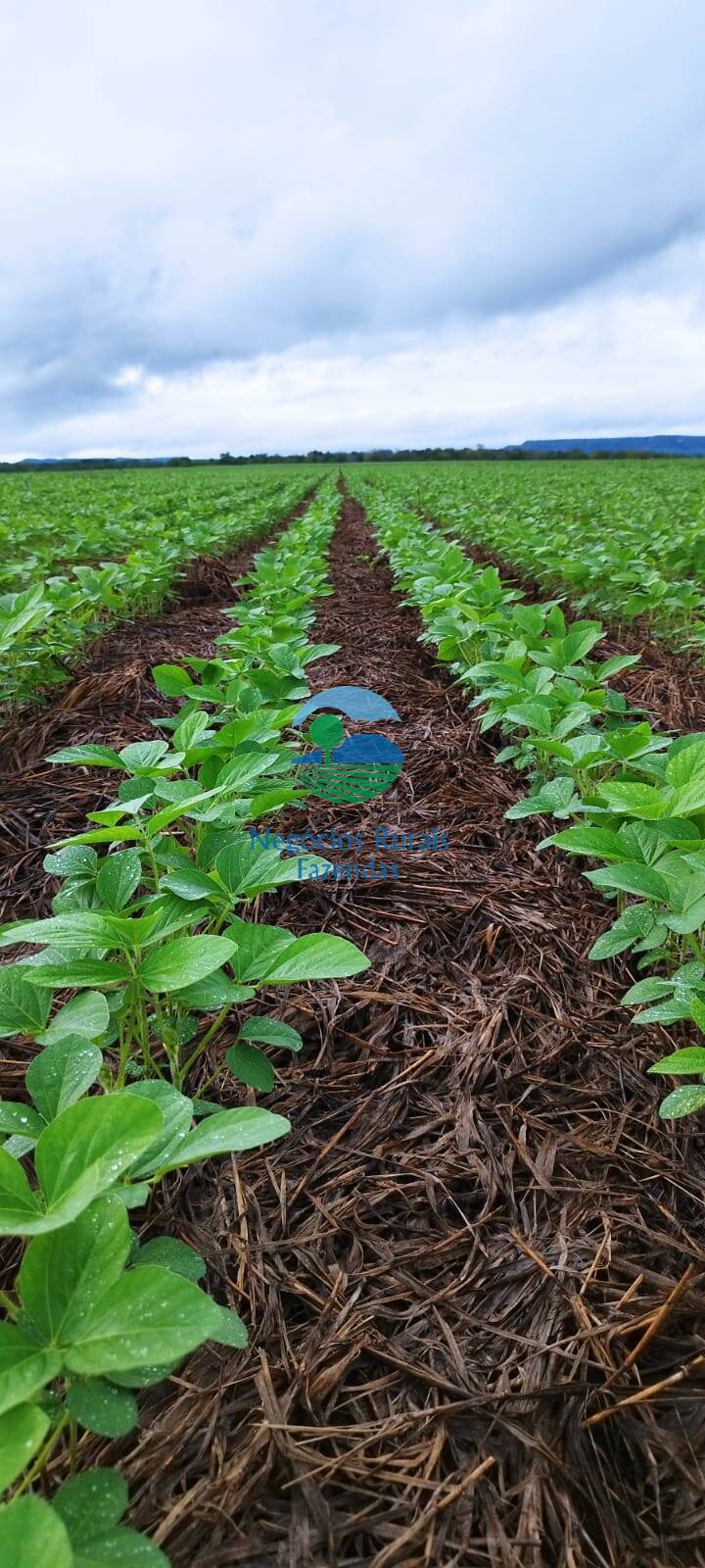 Fazenda de 280 ha em Gurupi, TO