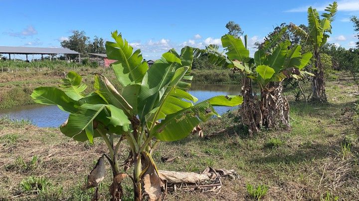 Chácara de 7.300 m² em Santo Antônio da Patrulha, RS