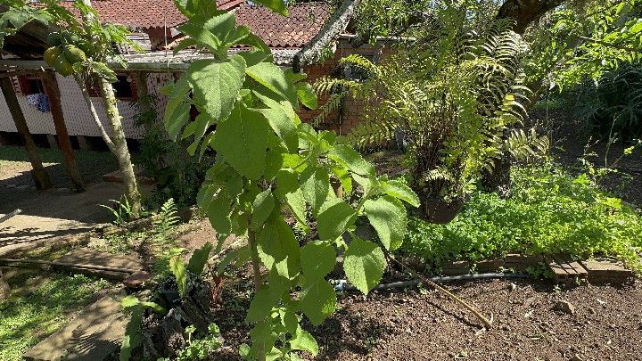 Chácara de 6 ha em Santo Antônio da Patrulha, RS