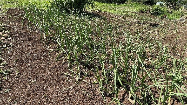 Chácara de 6 ha em Santo Antônio da Patrulha, RS