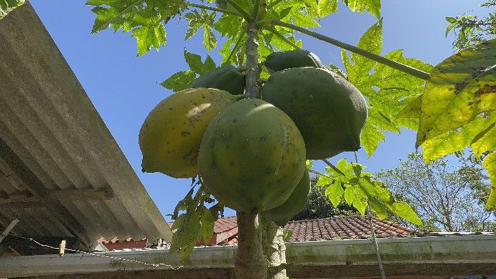 Chácara de 6 ha em Santo Antônio da Patrulha, RS