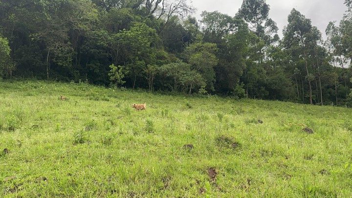 Chácara de 6 ha em Caraá, RS