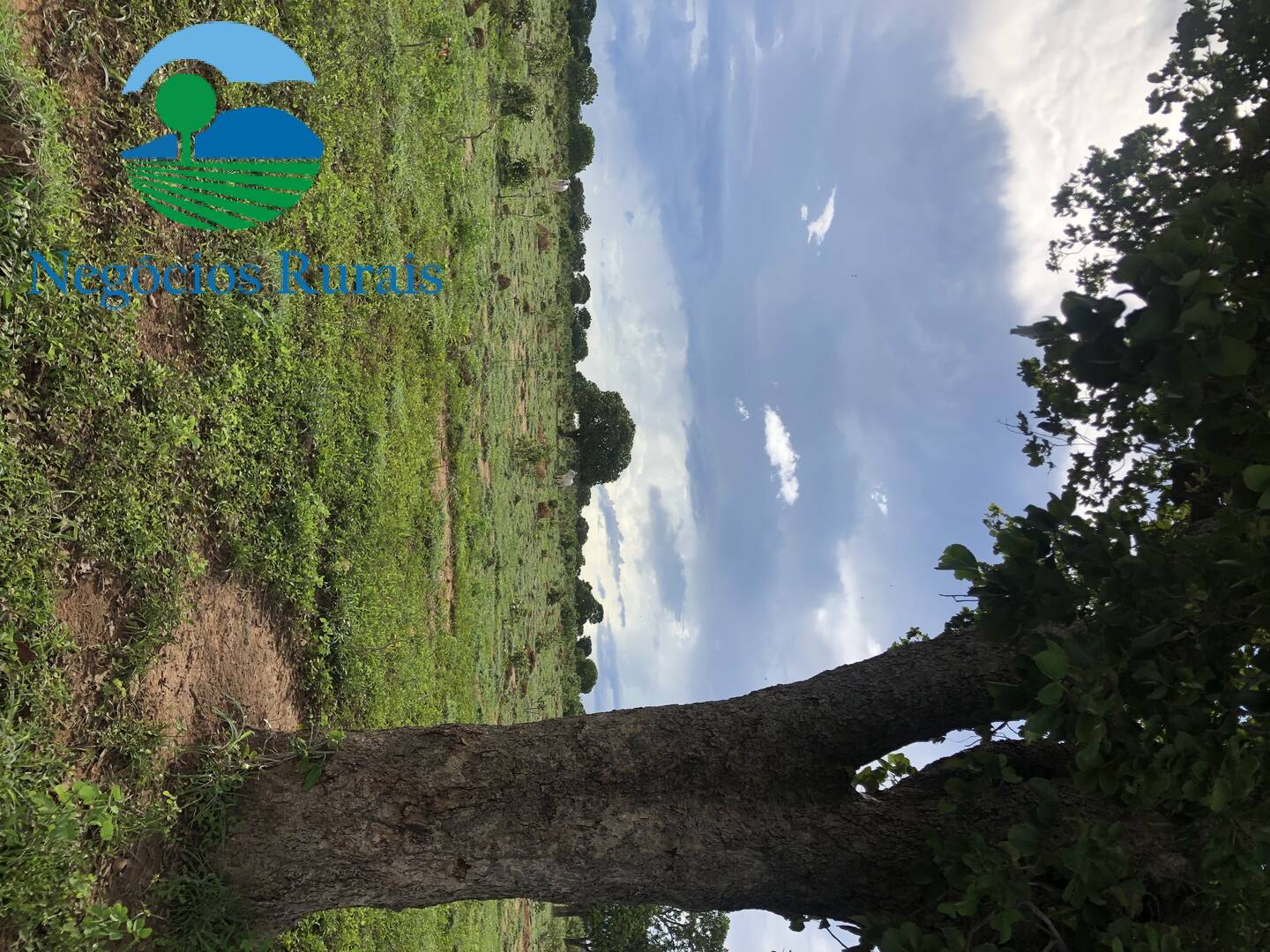 Fazenda de 847 ha em Novo Planalto, GO