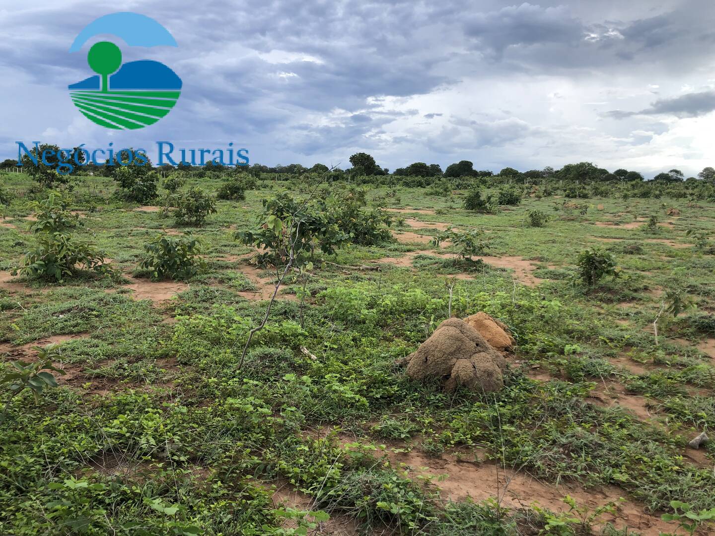 Fazenda de 847 ha em Novo Planalto, GO