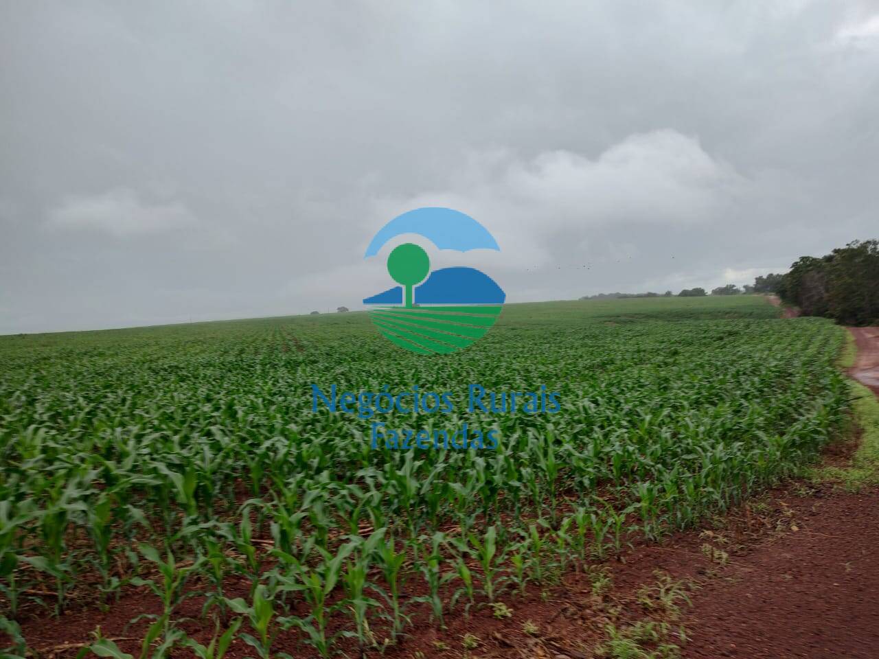 Fazenda de 3.204 ha em Araguaína, TO