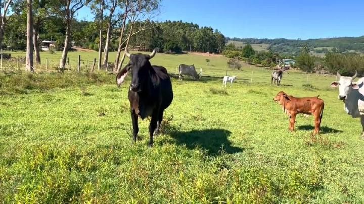 Sítio de 3 ha em Santo Antônio da Patrulha, RS