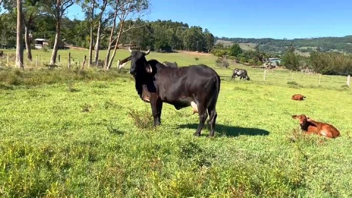 Sítio de 3 ha em Santo Antônio da Patrulha, RS