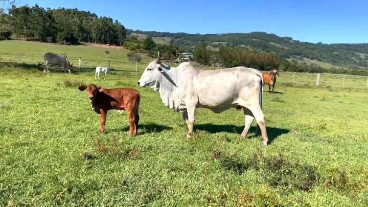 Sítio de 3 ha em Santo Antônio da Patrulha, RS