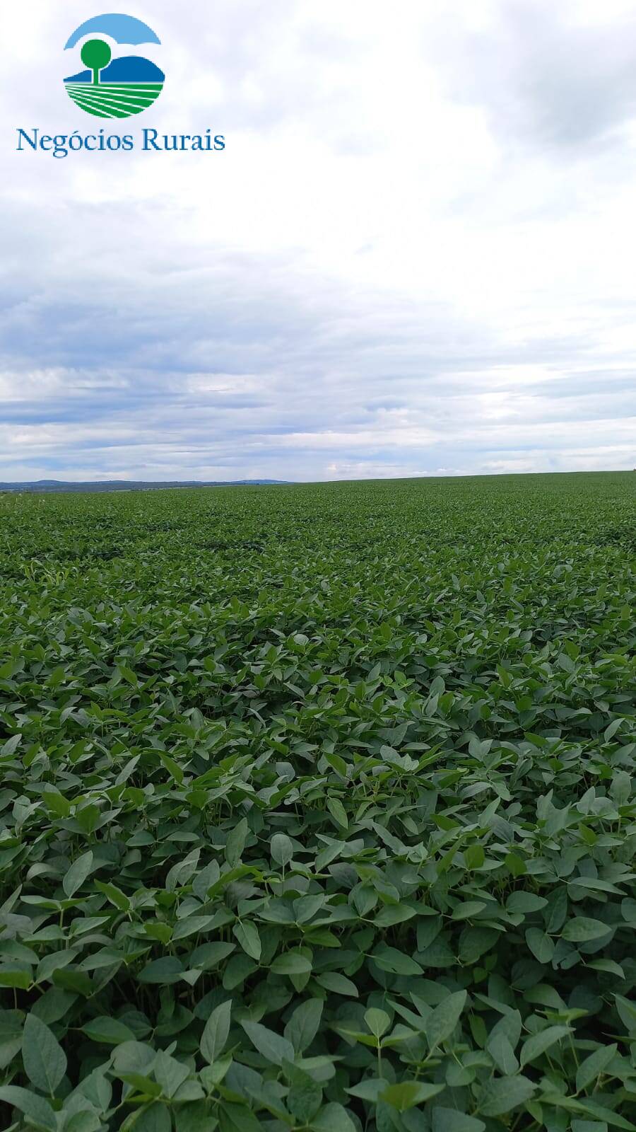 Fazenda de 87 ha em Goiânia, GO