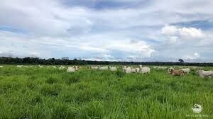 Fazenda de 643 ha em Baião, PA