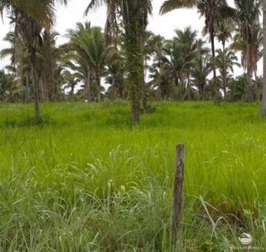 Fazenda de 643 ha em Baião, PA