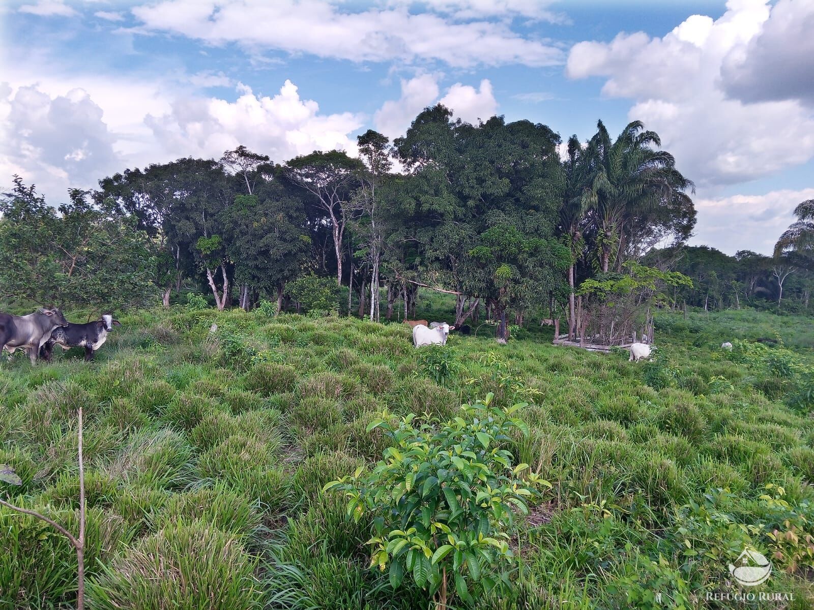 Fazenda de 643 ha em Baião, PA