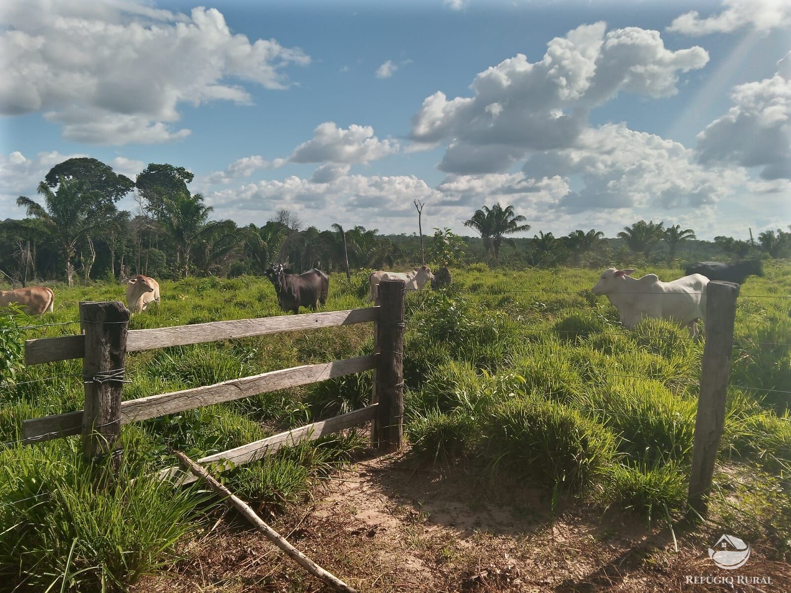 Fazenda de 643 ha em Baião, PA