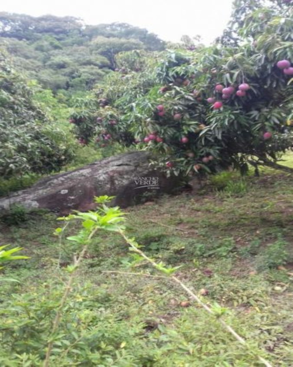 Sítio de 18 ha em Monteiro Lobato, SP