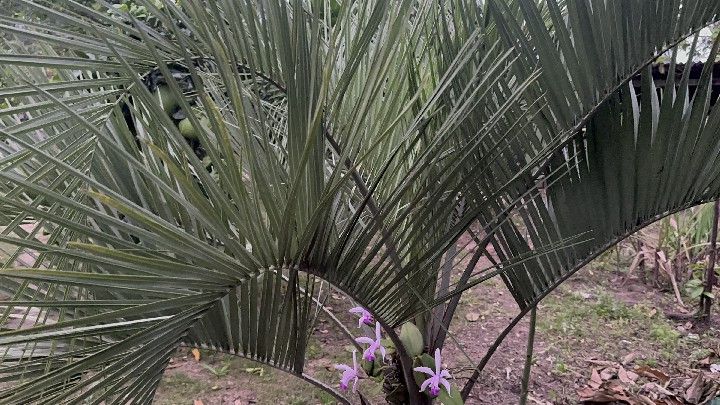 Chácara de 4.400 m² em Santo Antônio da Patrulha, RS