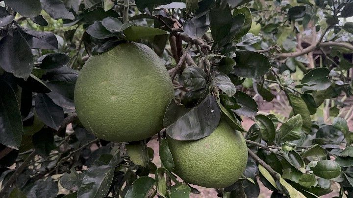 Chácara de 4.400 m² em Santo Antônio da Patrulha, RS