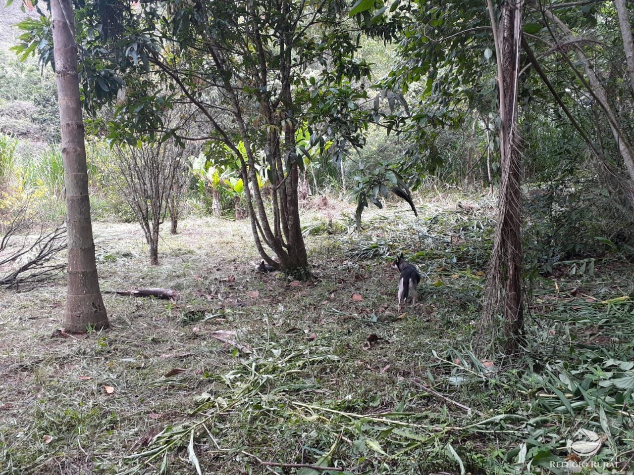 Chácara de 5.000 m² em Monteiro Lobato, SP