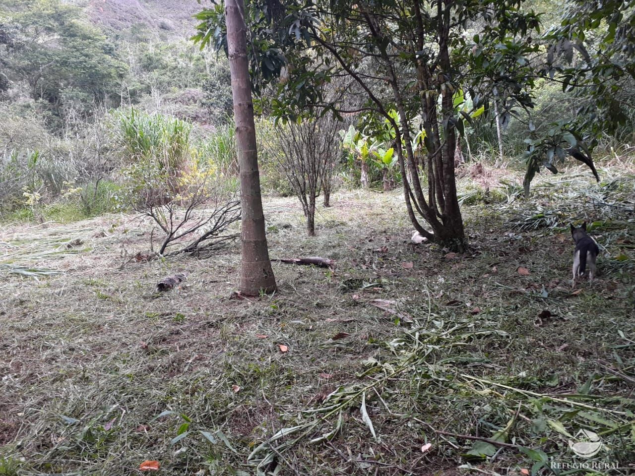 Chácara de 5.000 m² em Monteiro Lobato, SP