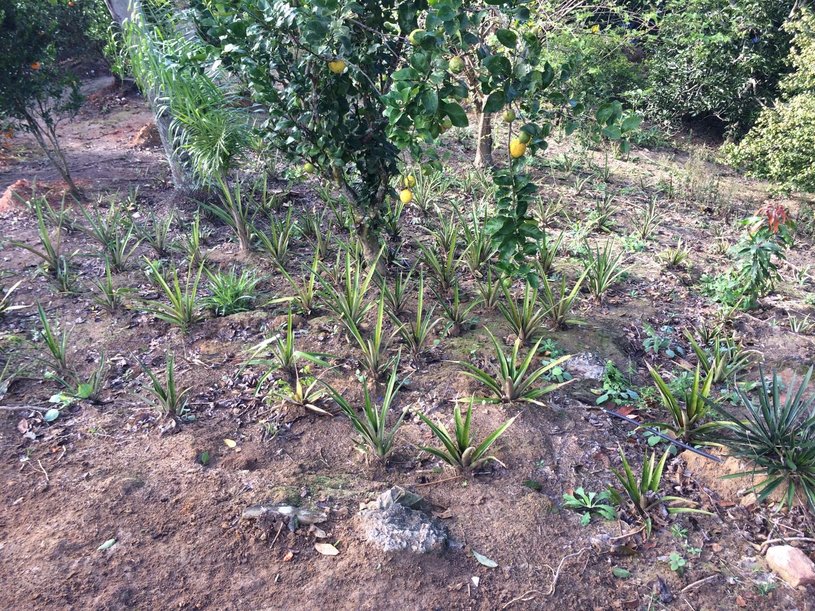 Chácara de 6.000 m² em Paraibuna, SP