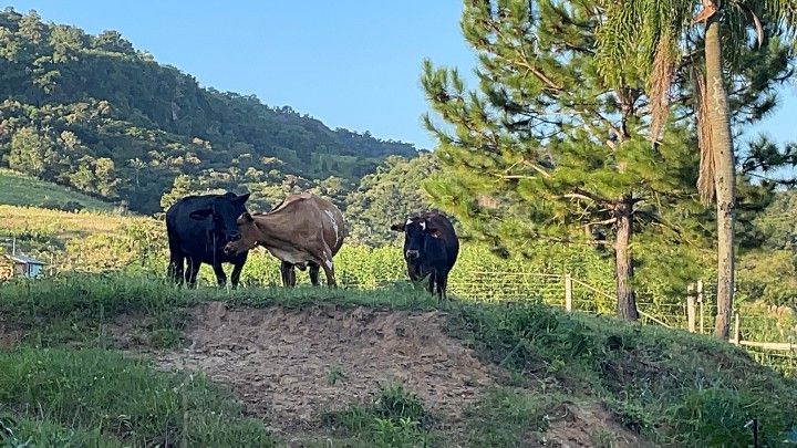 Chácara de 2 ha em Santo Antônio da Patrulha, RS