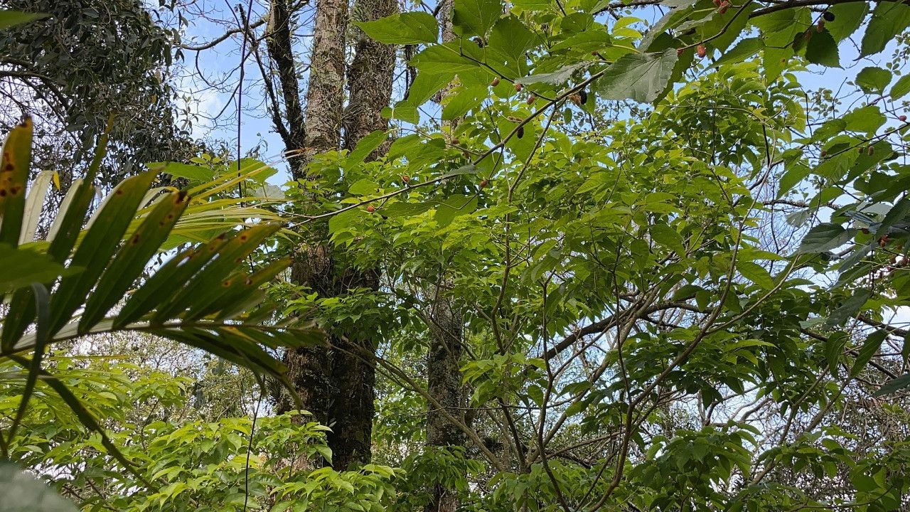 Chácara de 4.300 m² em Santo Antônio da Patrulha, RS