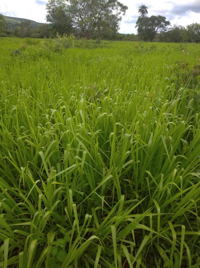 Fazenda de 189 ha em Ponto Chique, MG