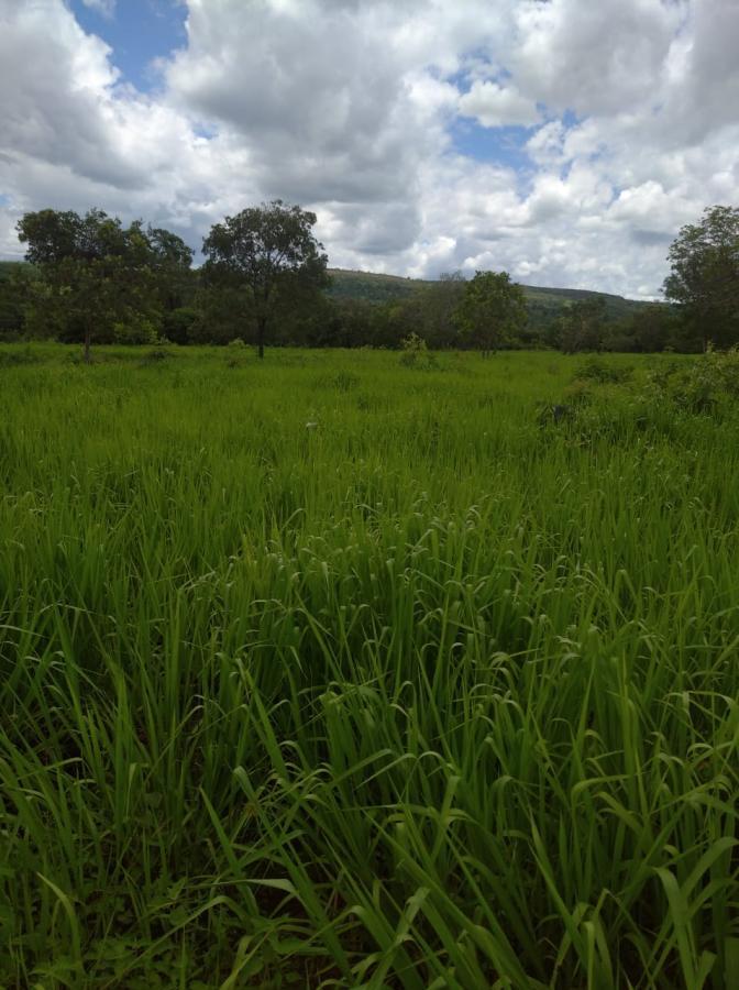 Fazenda de 189 ha em Ponto Chique, MG