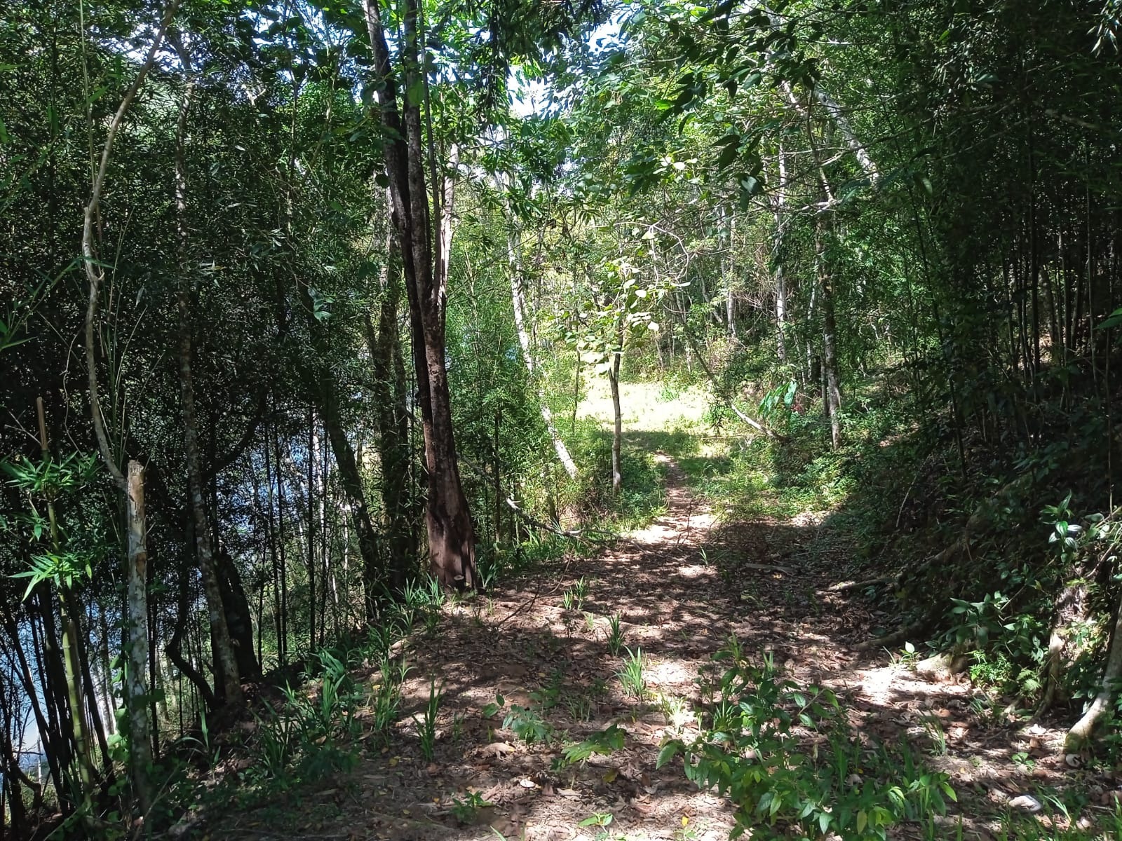 Sítio de 41 ha em Paraibuna, SP