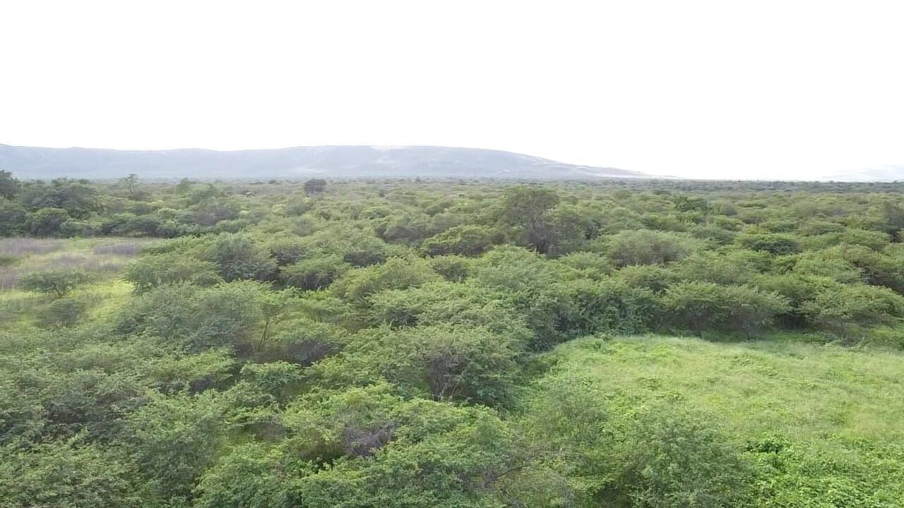 Terreno de 1.310 ha em Morpará, BA