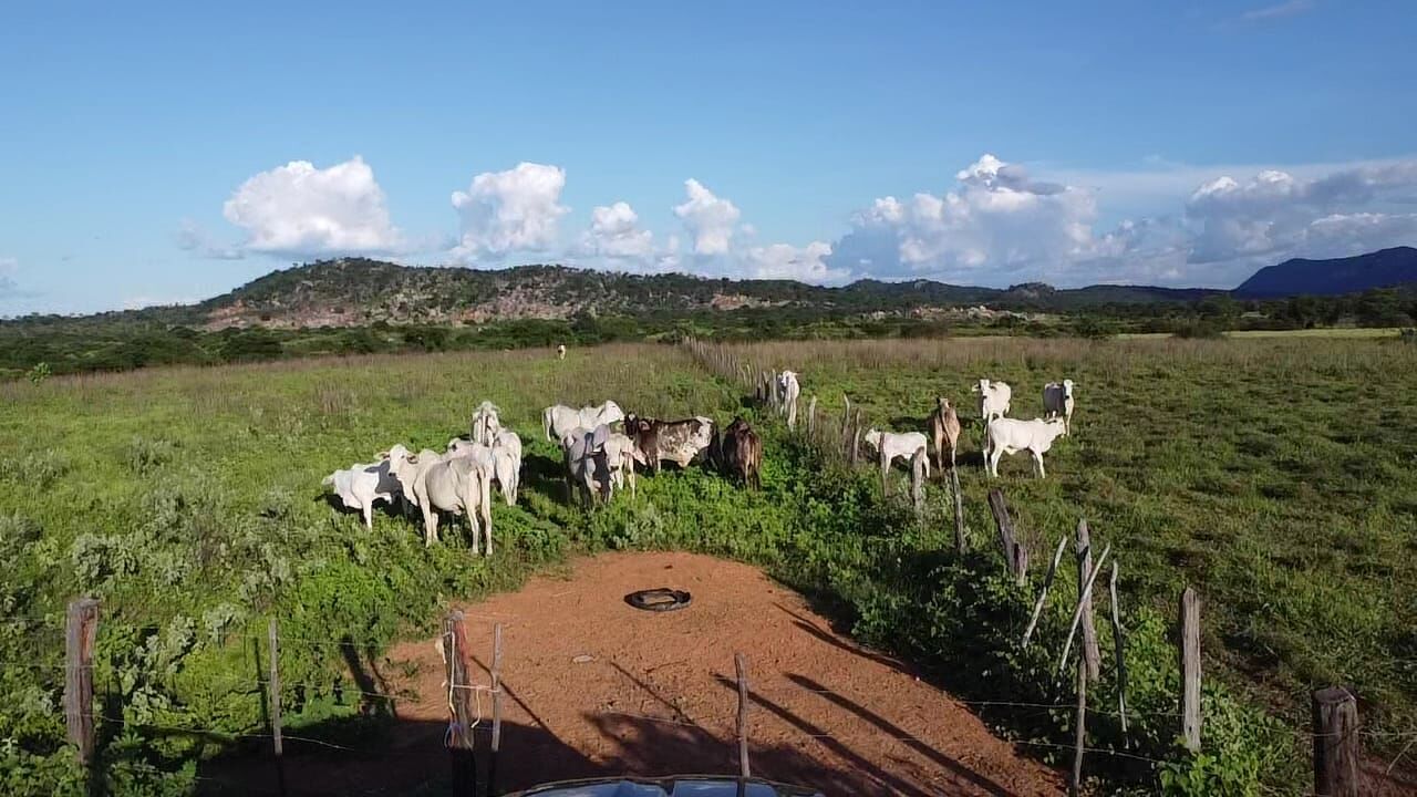 Terreno de 1.310 ha em Morpará, BA