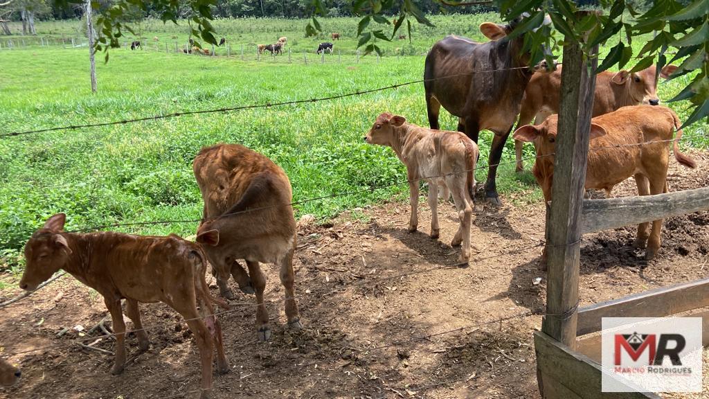 Fazenda de 48 ha em São Gonçalo do Sapucaí, MG