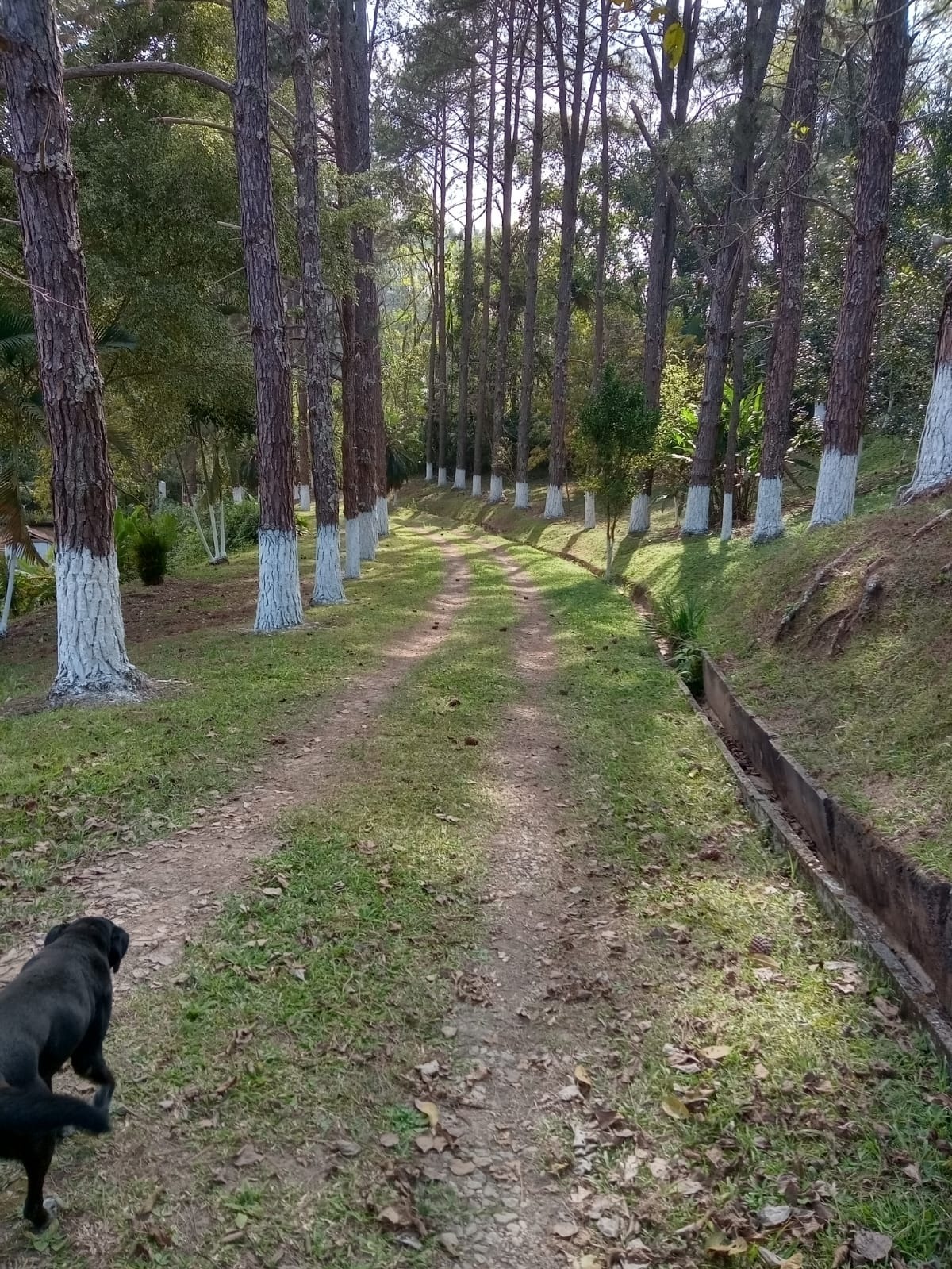 Chácara de 1 ha em Jambeiro, SP