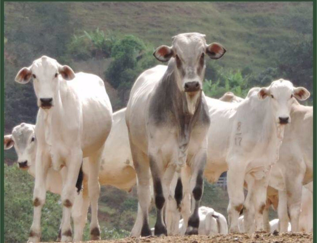 Fazenda de 250 ha em Cambuí, MG