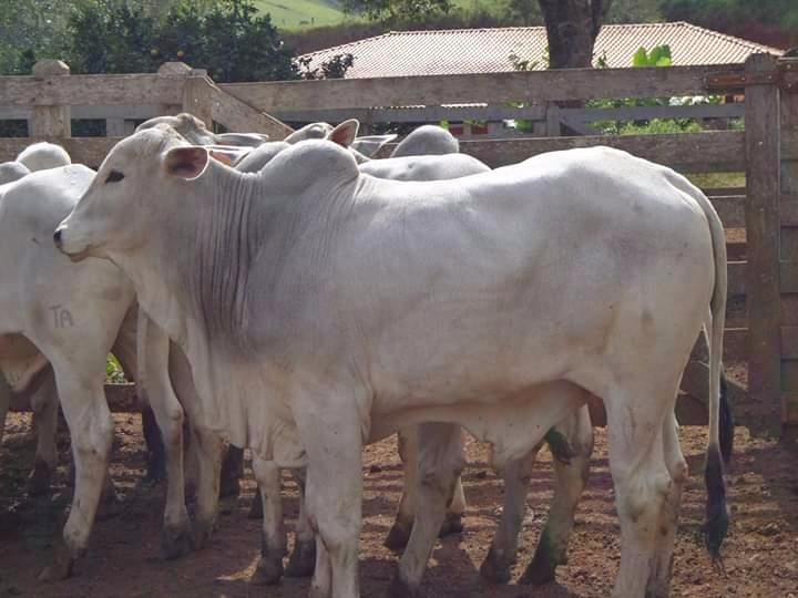 Fazenda de 250 ha em Cambuí, MG