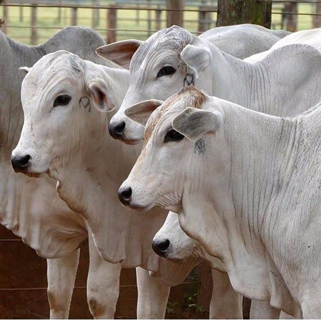 Fazenda de 250 ha em Cambuí, MG