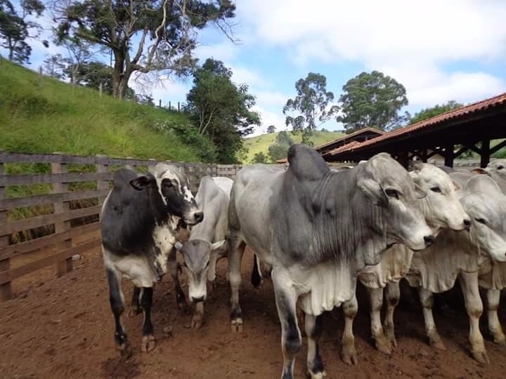 Fazenda de 250 ha em Cambuí, MG