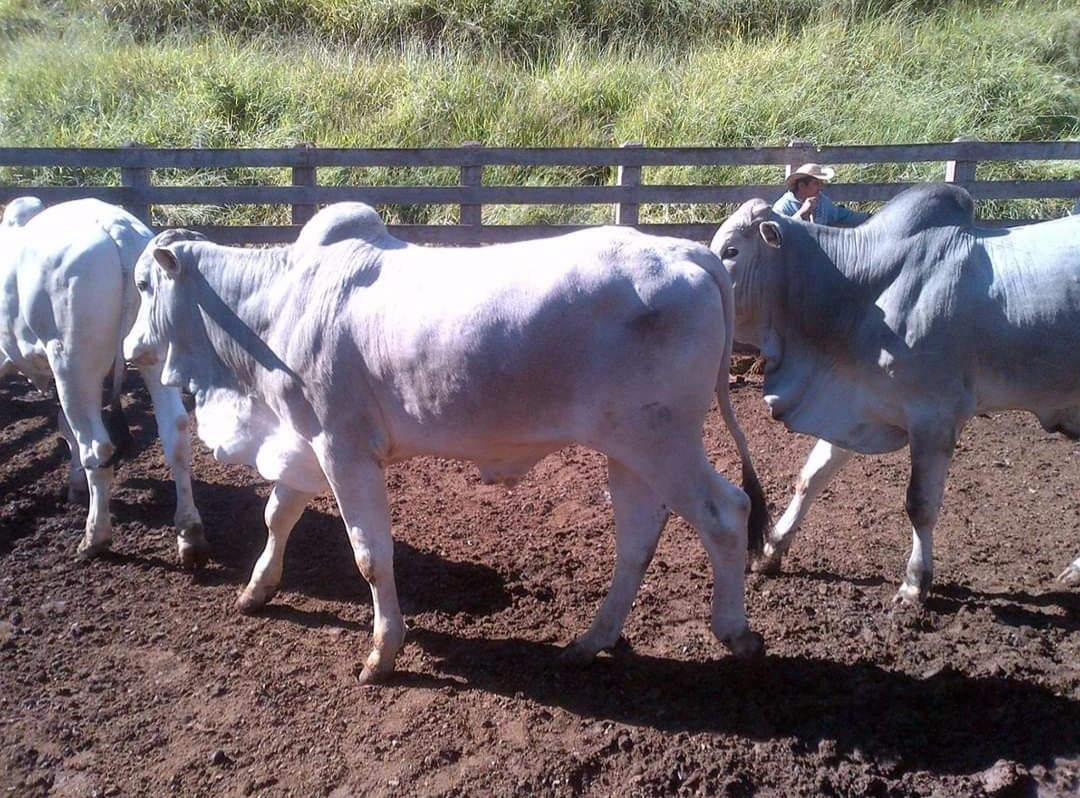 Fazenda de 250 ha em Cambuí, MG