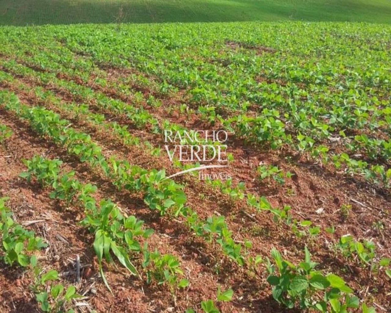 Fazenda de 399 ha em Careaçu, MG